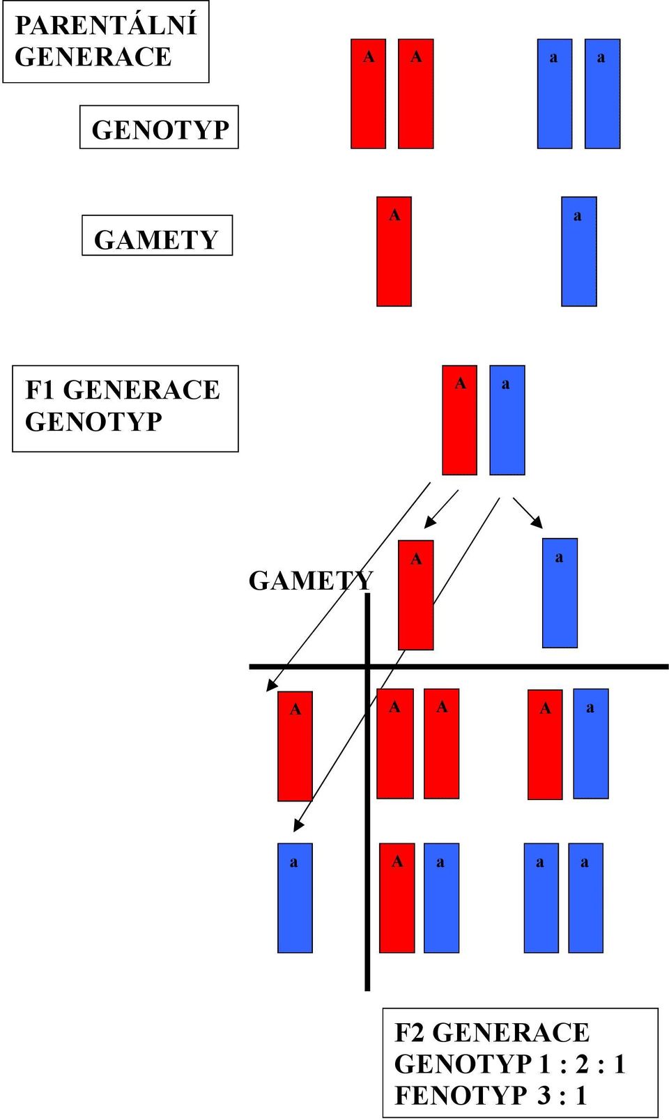 GENTYP GMETY F2 GENERCE