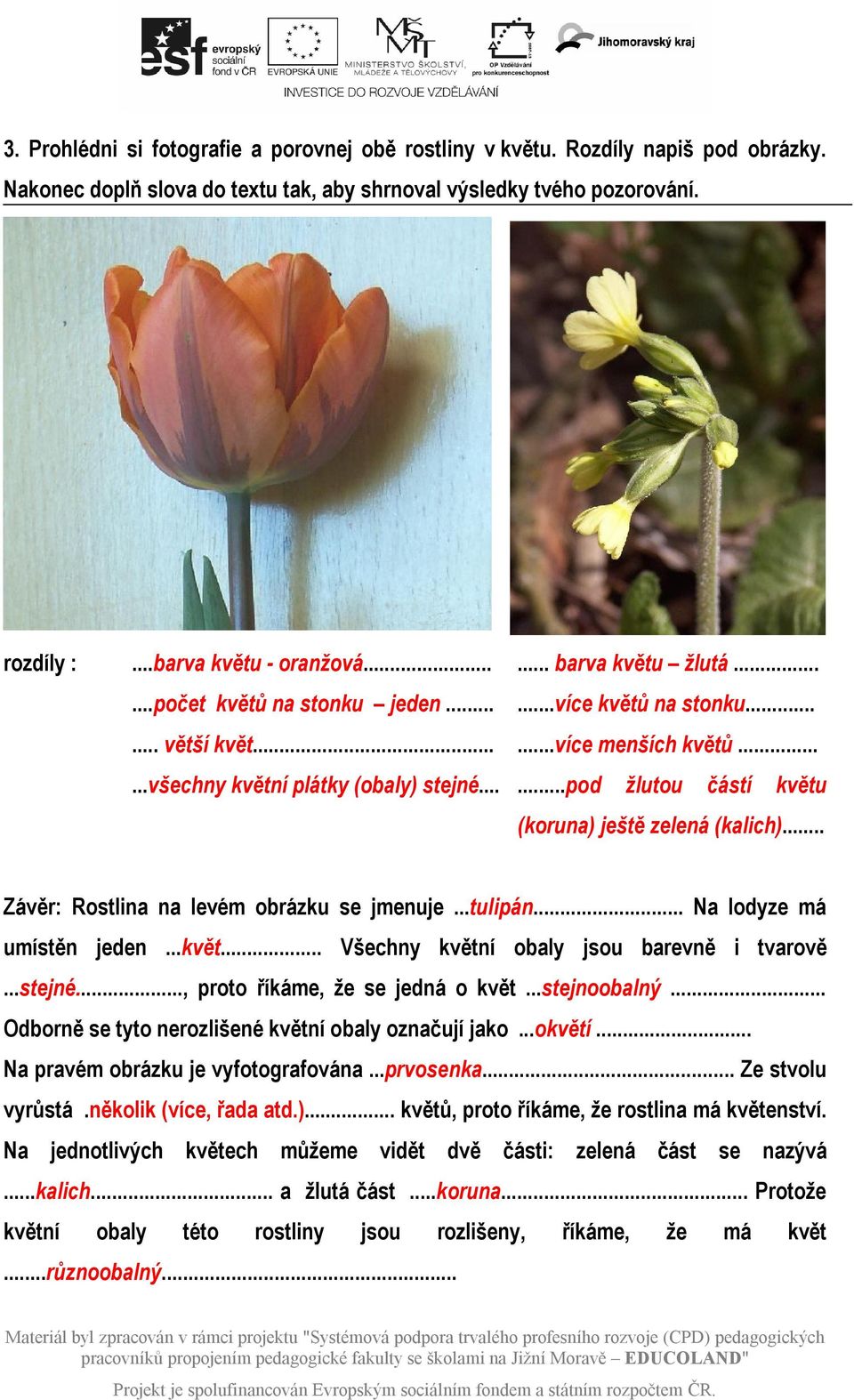 .....pod žlutou částí květu (koruna) ještě zelená (kalich)... Závěr: Rostlina na levém obrázku se jmenuje...tulipán... Na lodyze má umístěn jeden...květ... Všechny květní obaly jsou barevně i tvarově.