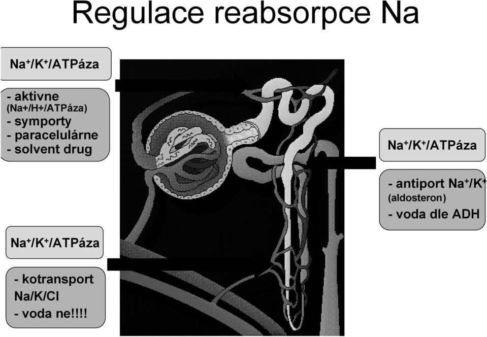 Na + /K + /ATPáza - antiport Na + /K + (aldosteron) -