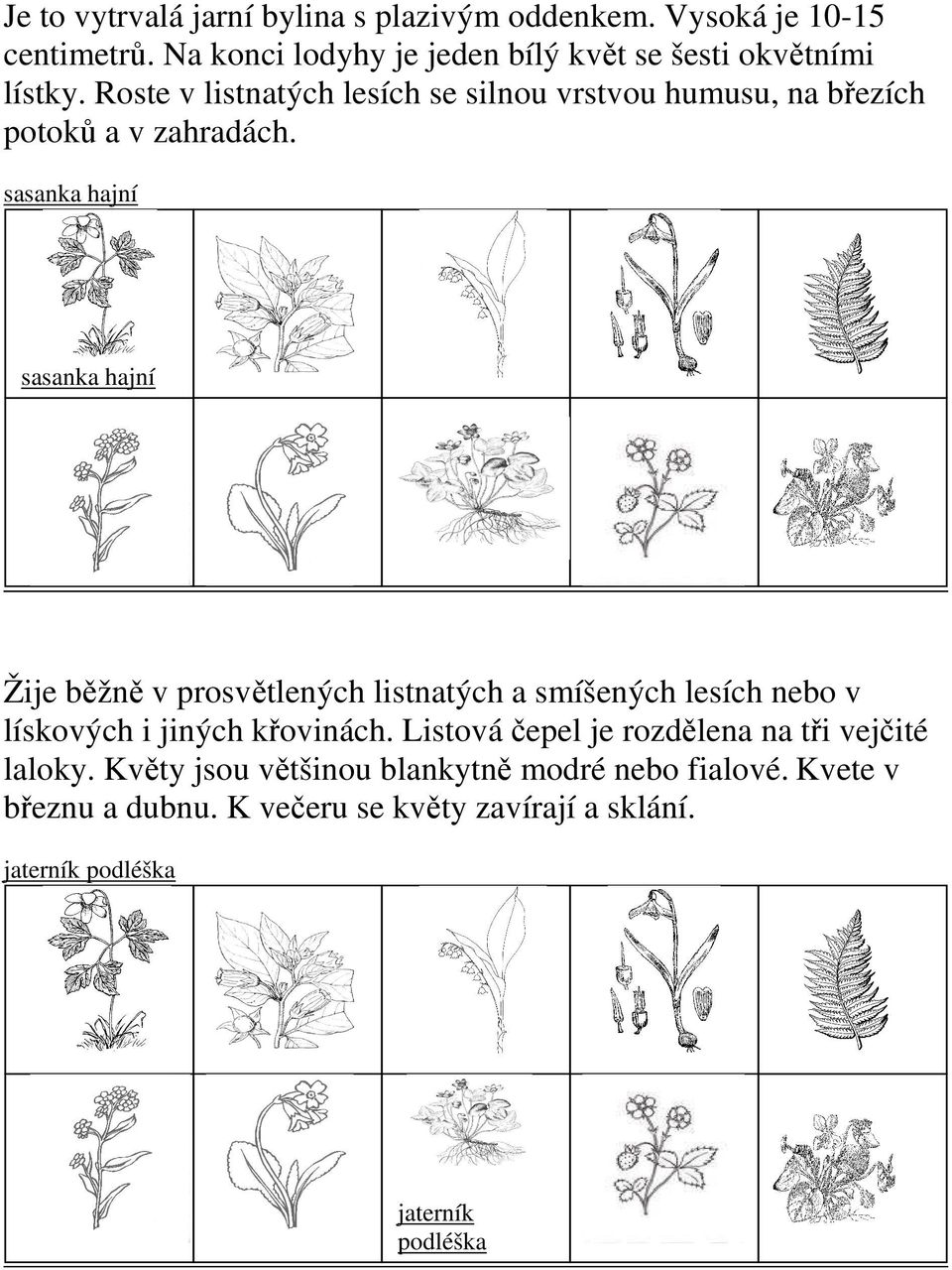 Roste v listnatých lesích se silnou vrstvou humusu, na březích potoků a v zahradách.