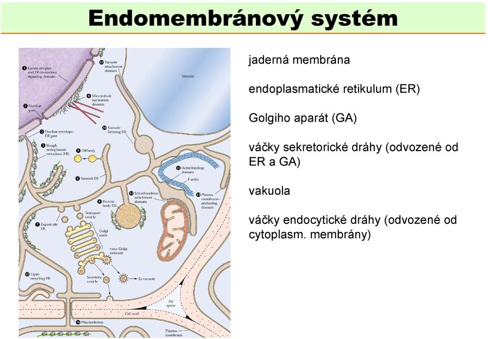 váčky sekretorické dráhy (odvozené od ER a GA)