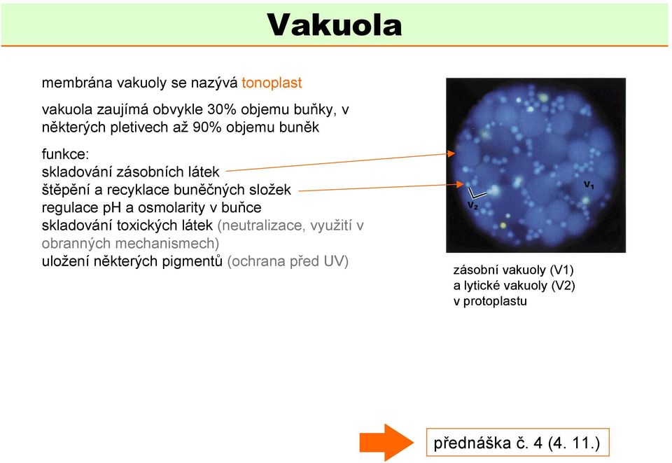 osmolarity v buňce skladování toxických látek (neutralizace, využití v obranných mechanismech) uložení