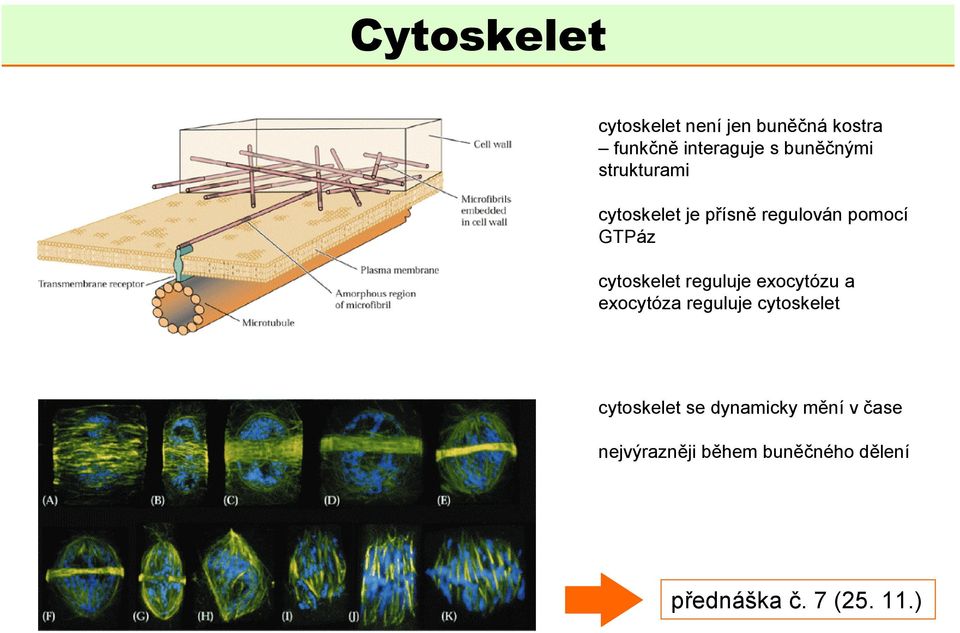 cytoskelet reguluje exocytózu a exocytóza reguluje cytoskelet cytoskelet