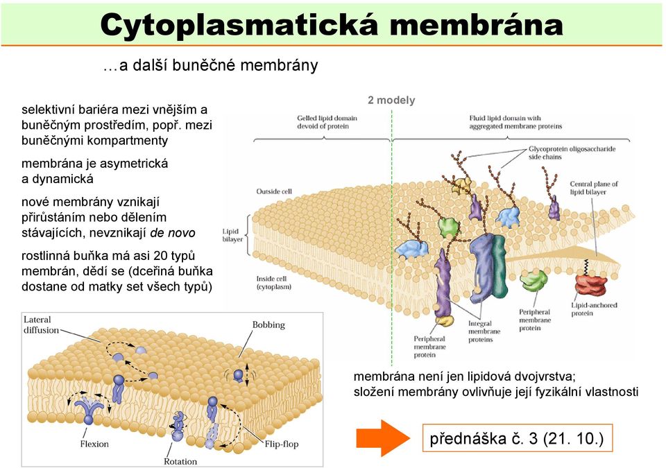 stávajících, nevznikají de novo rostlinná buňka má asi 20 typů membrán, dědí se (dceřiná buňka dostane od matky set