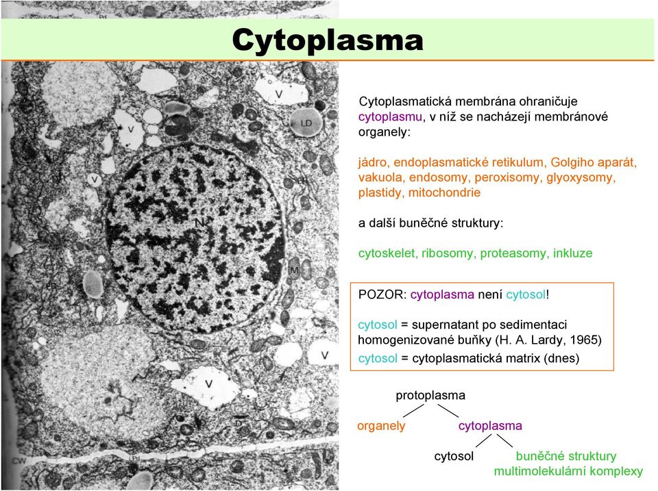 cytoskelet, ribosomy, proteasomy, inkluze POZOR: cytoplasma není cytosol!