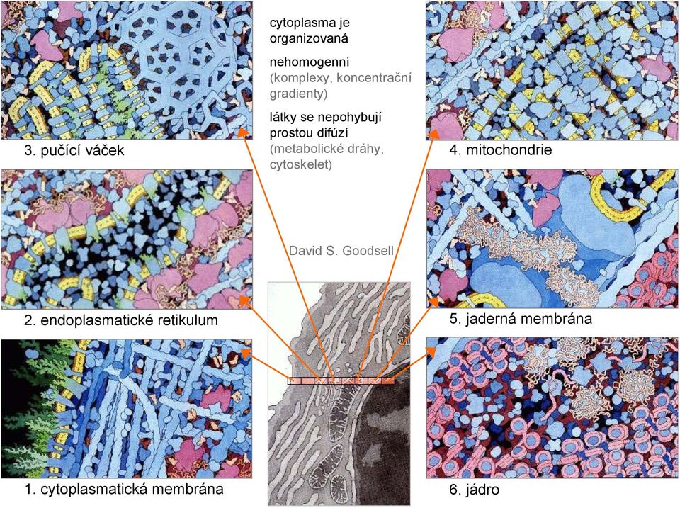 pučící váček (metabolické dráhy, 4. mitochondrie cytoskelet) David S.