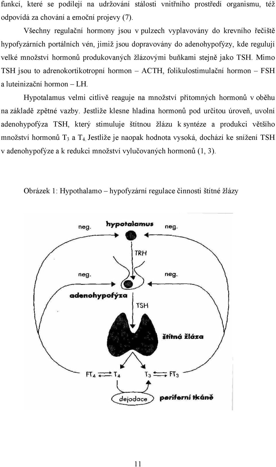 žlázovými buňkami stejně jako TSH. Mimo TSH jsou to adrenokortikotropní hormon ACTH, folikulostimulační hormon FSH a luteinizační hormon LH.