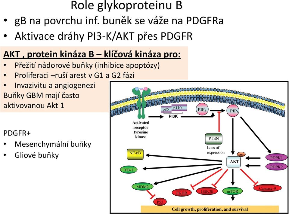 klíčová kináza pro: Přežití nádorové buňky (inhibice apoptózy) Proliferaci ruší