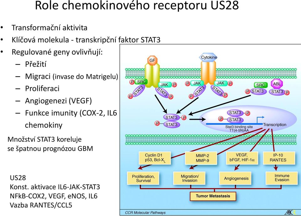 Angiogenezi (VEGF) Funkce imunity (COX-2, IL6 chemokiny Množství STAT3 koreluje se špatnou