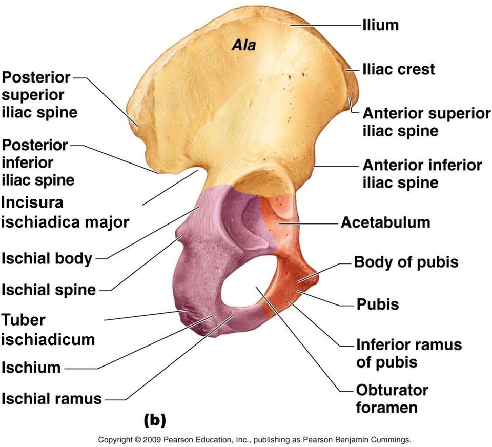 ischiadica