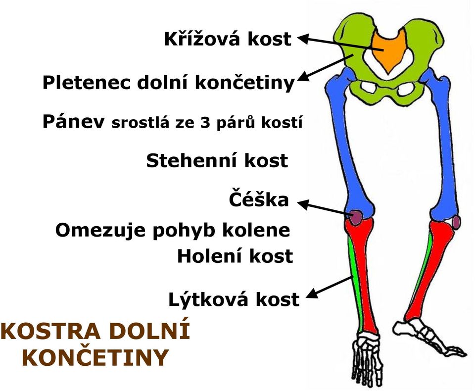 DOLNÍ KONČETINY Stehenní kost Čéška