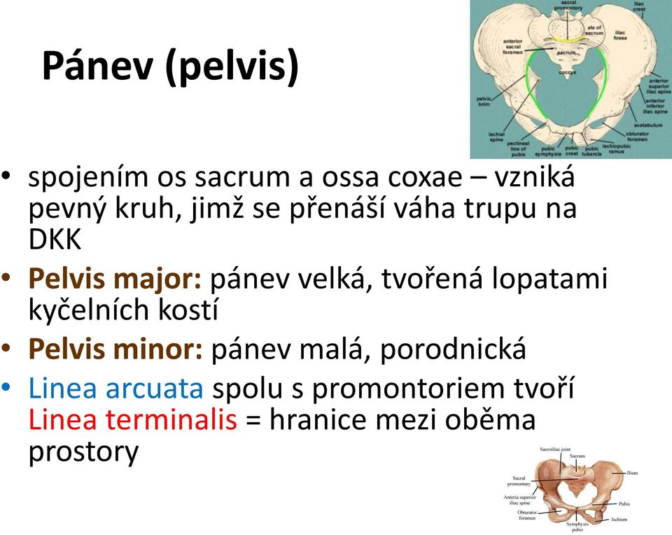 lopatami kyčelních kostí Pelvis minor: pánev malá, porodnická Linea