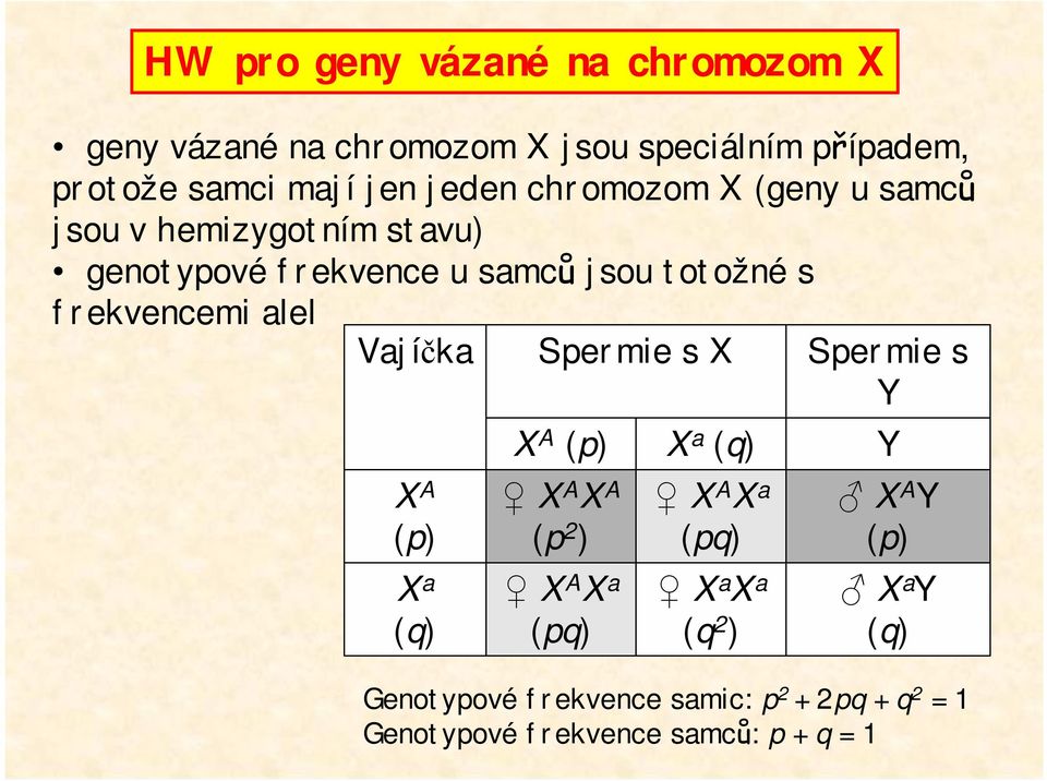 alel Vajíčka Spermie s X Spermie s Y X A (p) X a (q) X A (p) X A X A (p 2 ) X A X a (pq) X a (q) X A X a (pq) X a