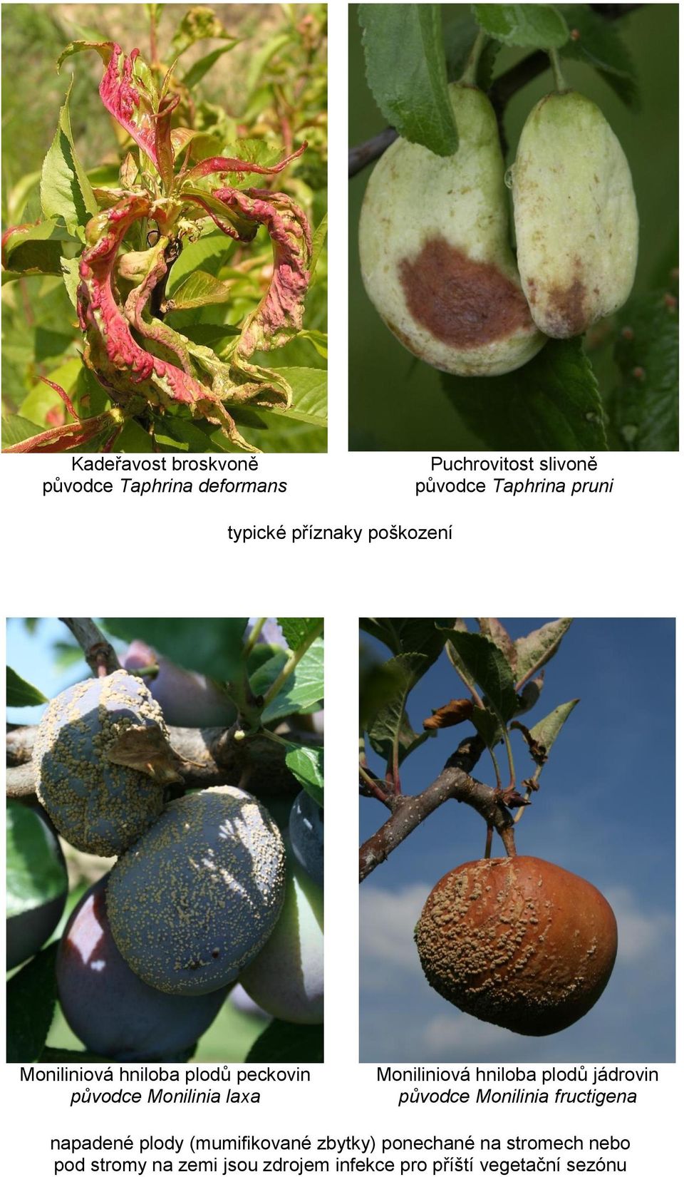 Moniliniová hniloba plodů jádrovin původce Monilinia fructigena napadené plody (mumifikované