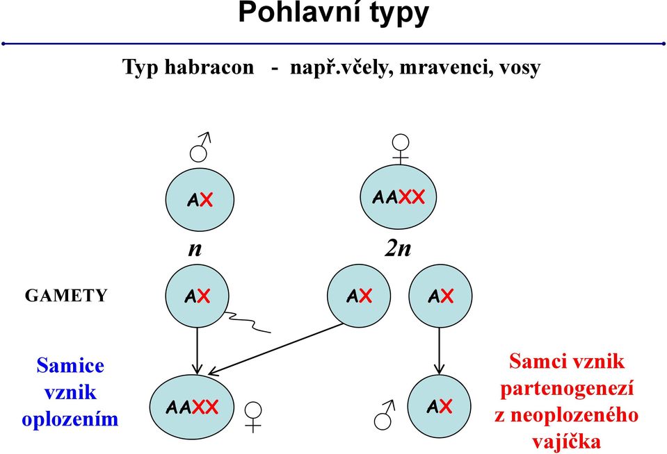 GAMETY AX AX AX Samice vznik oplozením