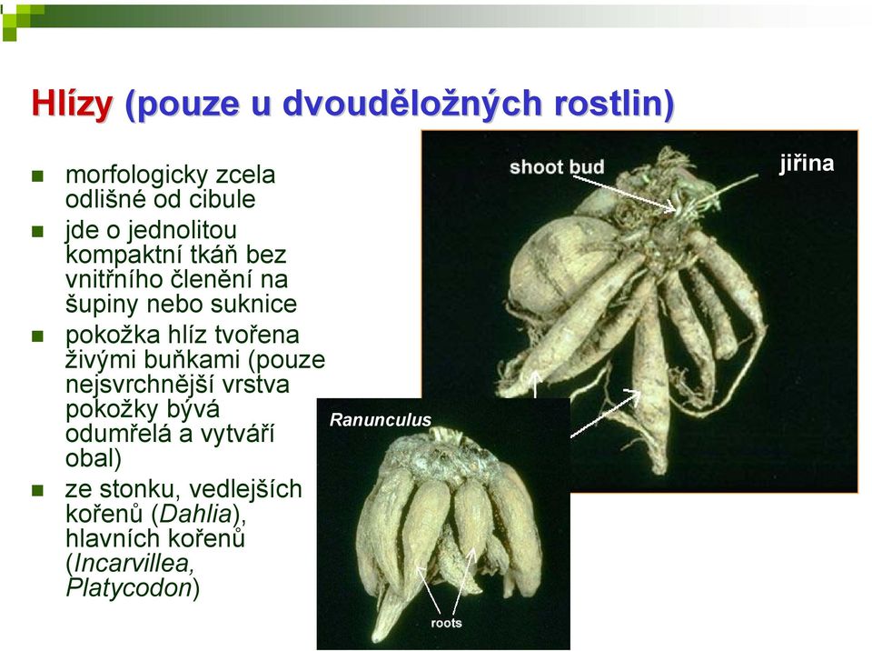 tvořena živými buňkami (pouze nejsvrchnější vrstva pokožky bývá odumřelá a vytváří