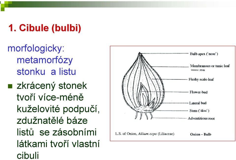 tvoří více-méně kuželovité podpučí,