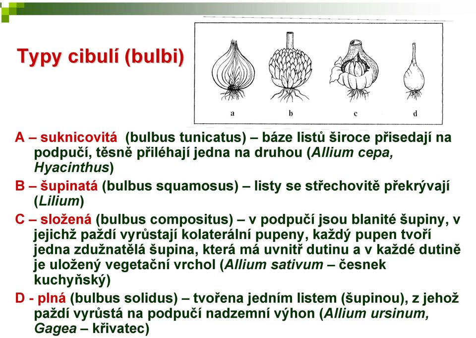 paždí vyrůstají kolaterální pupeny, každý pupen tvoří jedna zdužnatělá šupina, která má uvnitř dutinu a v každé dutině je uložený vegetační vrchol (Allium