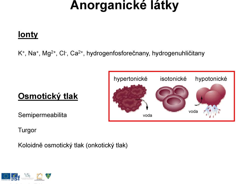 hypertonické isotonické hypotonické Semipermeabilita