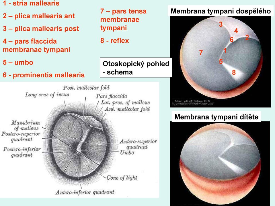 pars tensa membranae tympani Membrana tympani dospělého 3 4 6 8 -