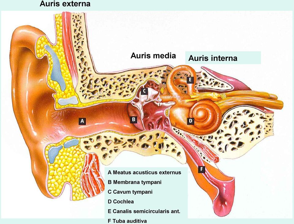 Membrana tympani C Cavum tympani D Cochlea E