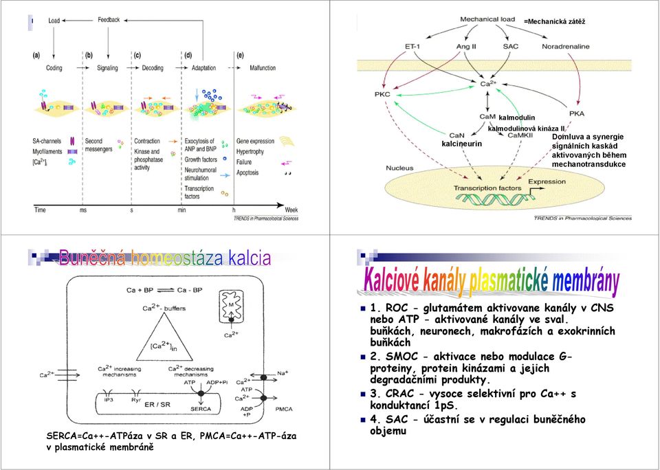 ROC - glutamátem aktivovane kanály v CNS nebo ATP - aktivované kanály ve sval. buňkách, neuronech, makrofázích a exokrinních buňkách 2.
