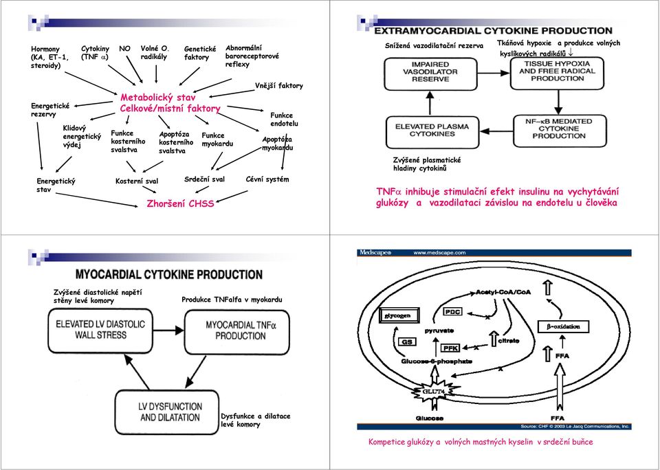energetický výdej Metabolický stav Celkové/místní faktory Funkce kosterního svalstva Apoptóza kosterního svalstva Funkce myokardu Vnější faktory Funkce endotelu Apoptóza myokardu Kosterní sval