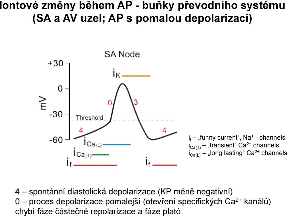 2+ channels 4 spontánní diastolická depolarizace (KP méně negativní) 0 proces depolarizace
