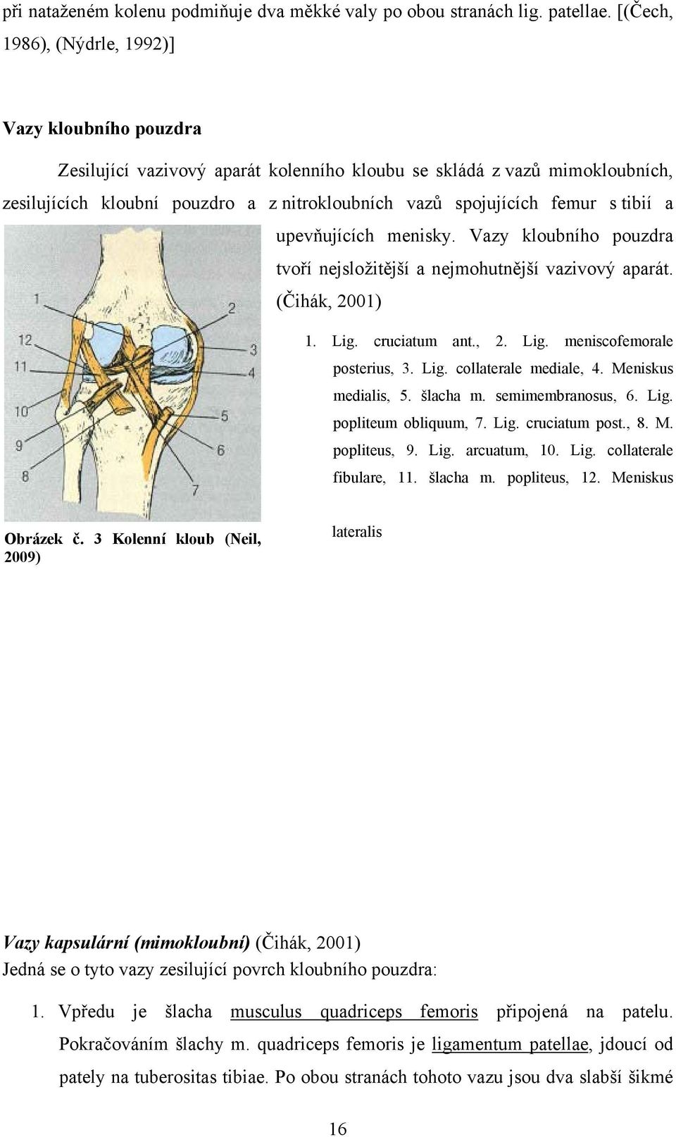 femur s tibií a upevňujících menisky. Vazy kloubního pouzdra tvoří nejsložitější a nejmohutnější vazivový aparát. (Čihák, 2001) 1. Lig. cruciatum ant., 2. Lig. meniscofemorale posterius, 3. Lig. collaterale mediale, 4.