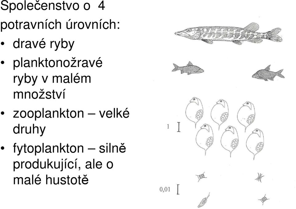 množství zooplankton velké druhy