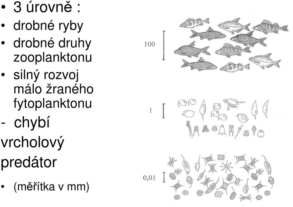 málo žraného fytoplanktonu -