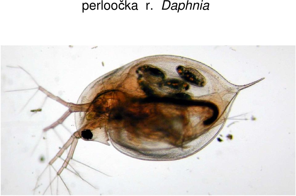 Daphnia