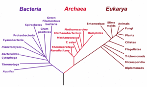 3. STUDIUM EVOLUCE (fylogeneze) - evoluční vztah mezi druhy na základě morfologických dat (tvar