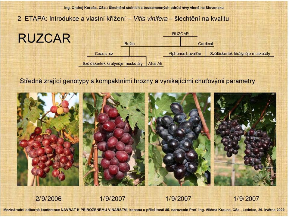 Lavallée Afus Ali Středně zrající genotypy s kompaktními hrozny