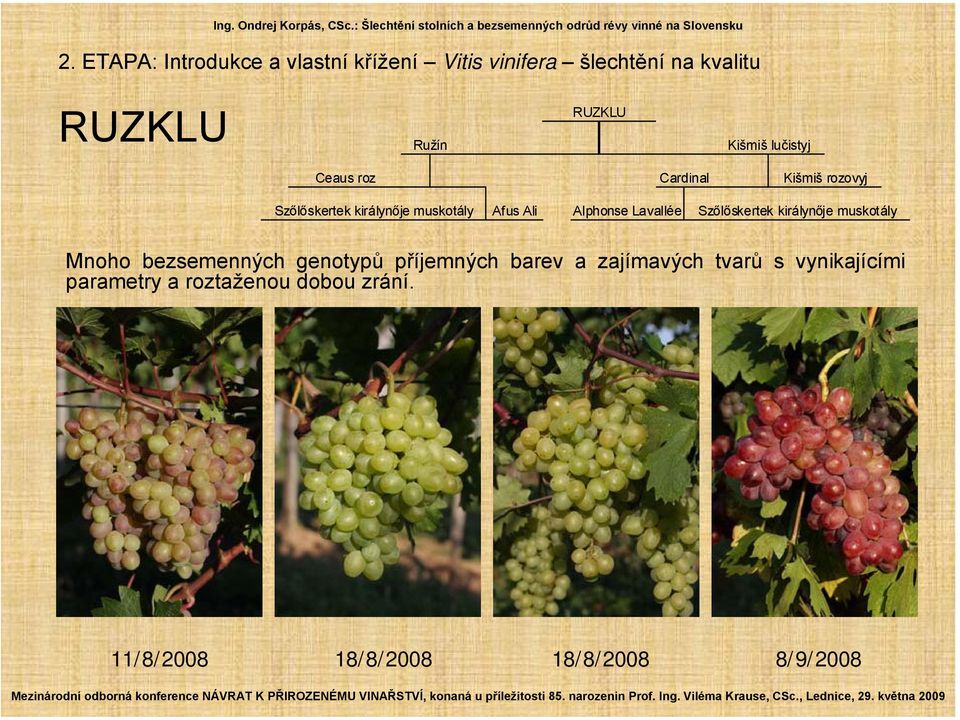 Lavallée Mnoho bezsemenných genotypů příjemných barev a zajímavých tvarů s