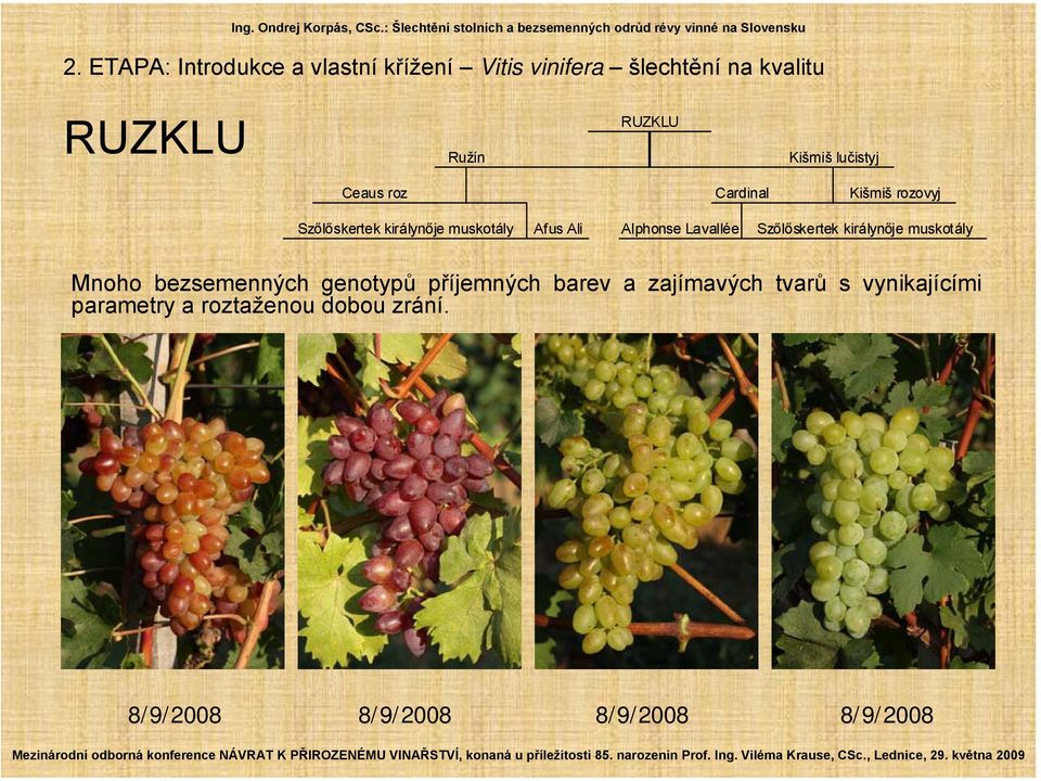 Alphonse Lavallée Mnoho bezsemenných genotypů příjemných barev a zajímavých