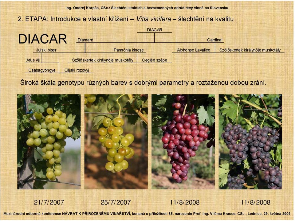 Cegléd szépe Csabagyöngye Čiljaki rozovyj Široká škála genotypů různých barev s