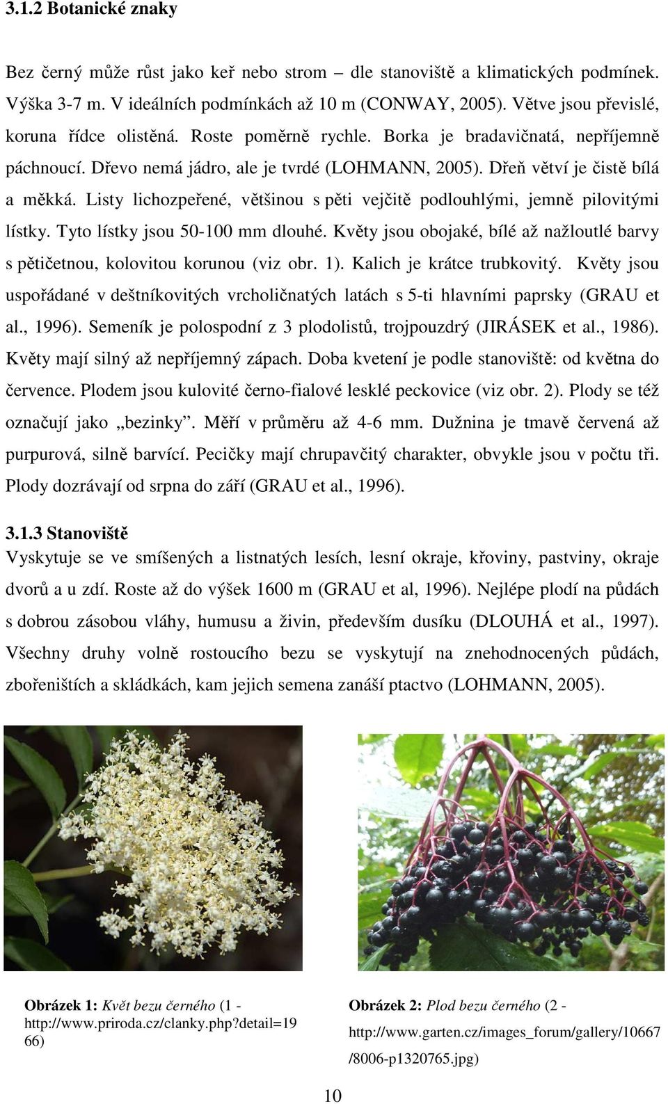 Listy lichozpeřené, většinou s pěti vejčitě podlouhlými, jemně pilovitými lístky. Tyto lístky jsou 50-100 mm dlouhé.