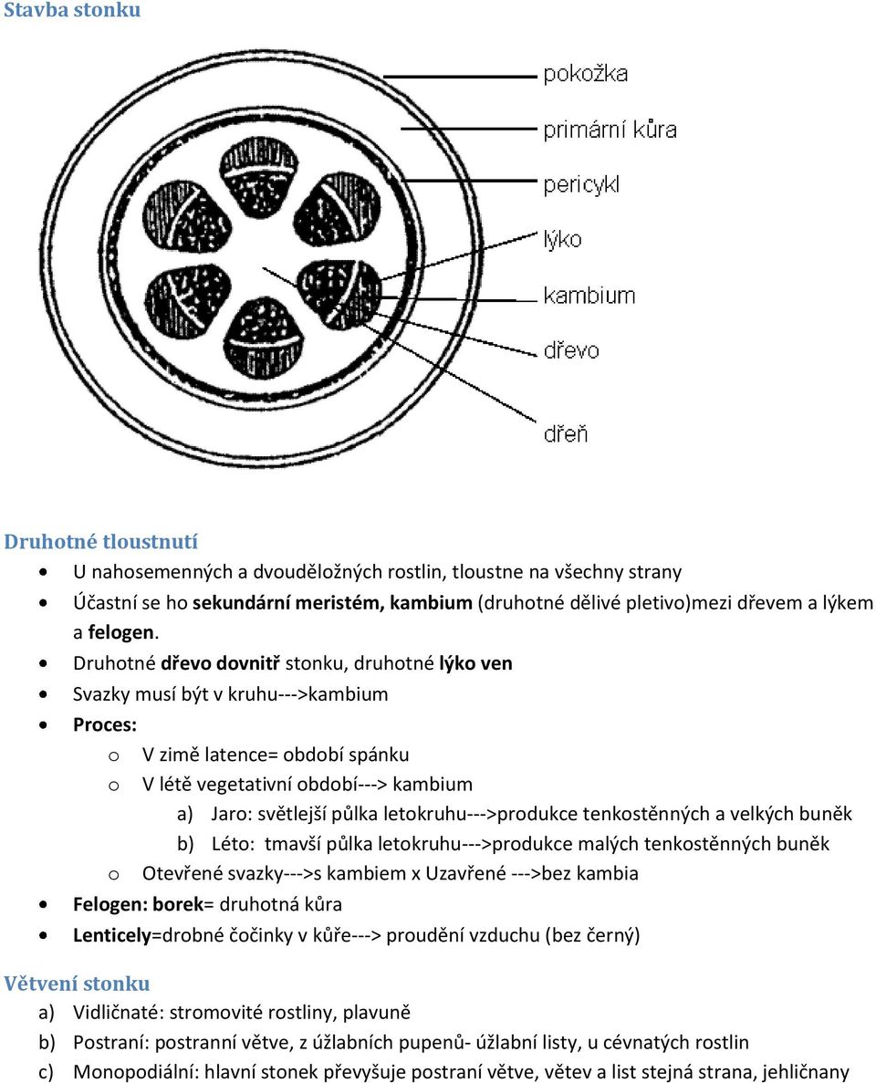 letokruhu--->produkce tenkostěnných a velkých buněk b) Léto: tmavší půlka letokruhu--->produkce malých tenkostěnných buněk o Otevřené svazky--->s kambiem x Uzavřené --->bez kambia Felogen: borek=