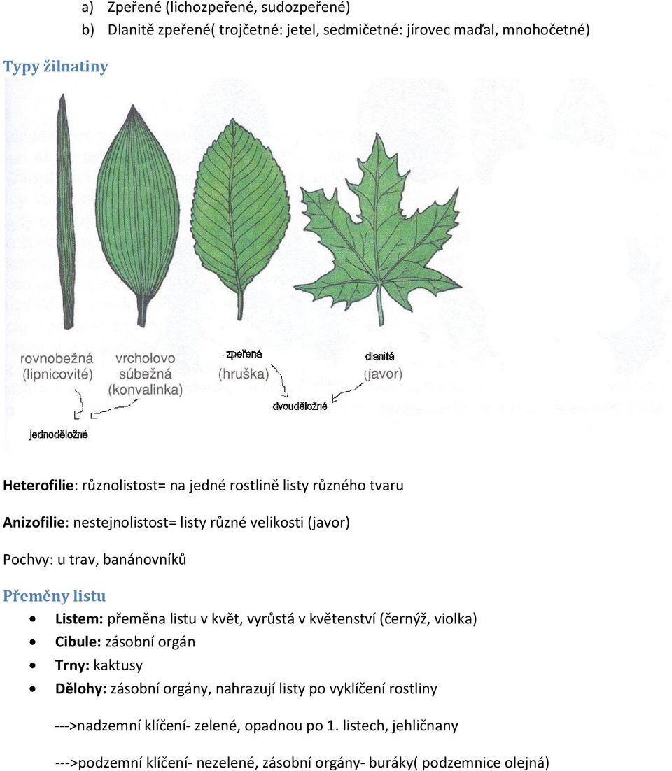 listu Listem: přeměna listu v květ, vyrůstá v květenství (černýž, violka) Cibule: zásobní orgán Trny: kaktusy Dělohy: zásobní orgány, nahrazují listy