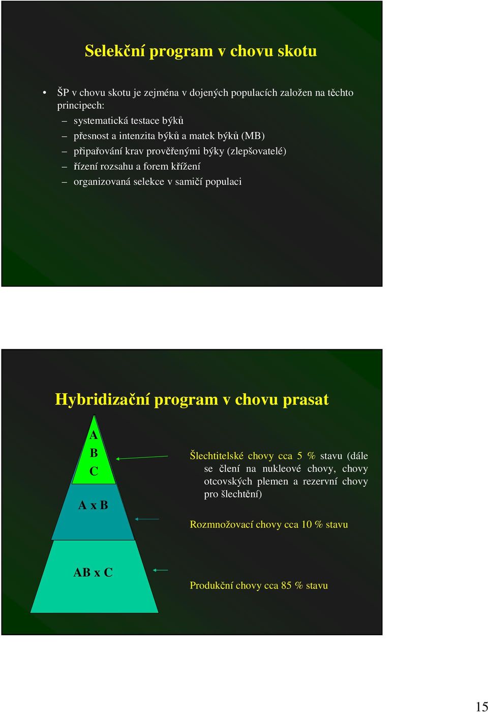 selekce v samií populaci Hybridizaní program v chovu prasat A B C A x B Šlechtitelské chovy cca 5 % stavu (dále se lení na nukleové