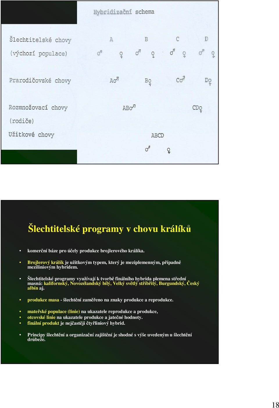 Šlechtitelské programy využívají k tvorb finálního hybrida plemena stední masná: kalifornský, Novozélandský bílý, Velký svtlý stíbitý, Burgundský, eský albín aj.