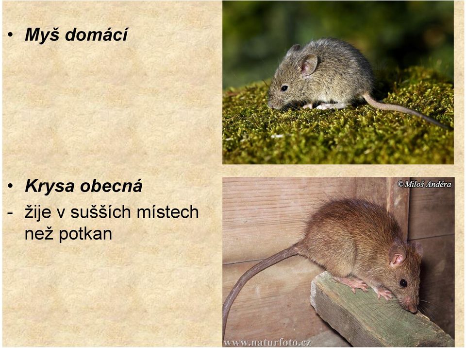 žije v sušších