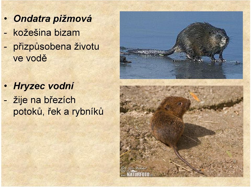 ve vodě Hryzec vodní - žije