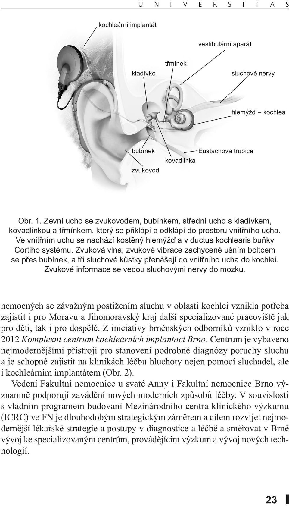 Ve vnitřním uchu se nachází kostěný hlemýžď a v ductus kochlearis buňky Cortiho systému.