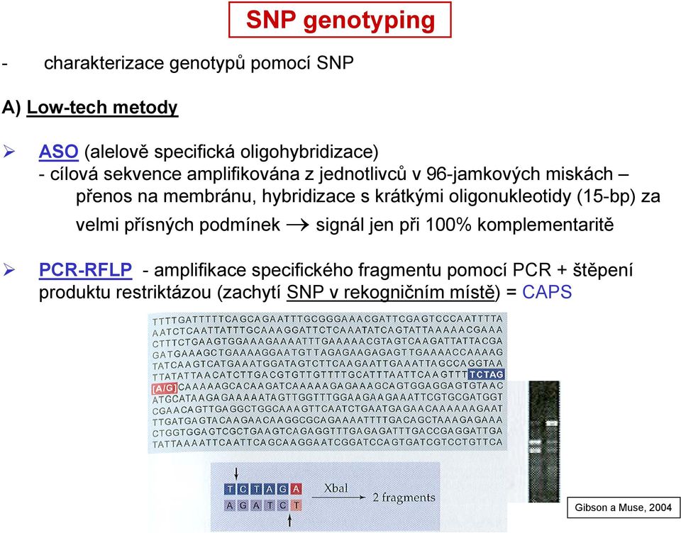 oligonukleotidy (15-bp) za velmi přísných podmínek signál jen při 100% komplementaritě PCR-RFLP - amplifikace