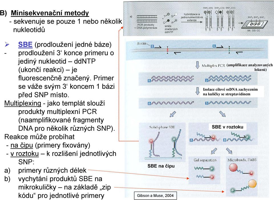 Multiplexing - jako templát slouží produkty multiplexní PCR (naamplifikované fragmenty DNA pro několik různých SNP).