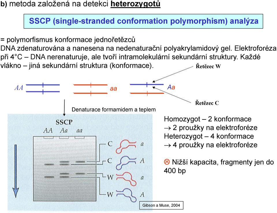 Elektroforéza při 4 C DNA nerenaturuje, ale tvoří intramolekulární sekundární struktury. Každé vlákno jiná sekundární struktura (konformace).