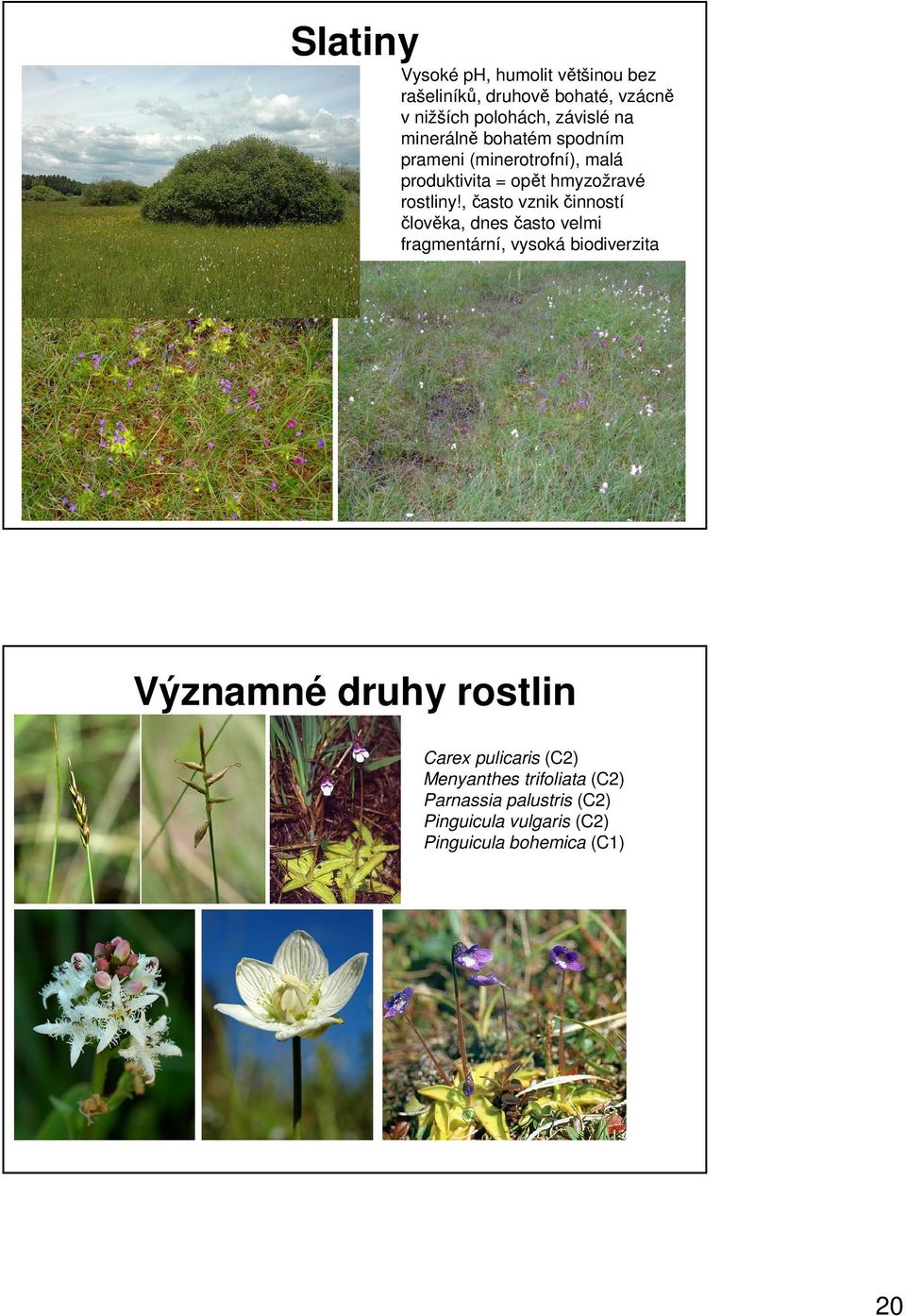 , často vznik činností člověka, dnes často velmi fragmentární, vysoká biodiverzita Významné druhy rostlin