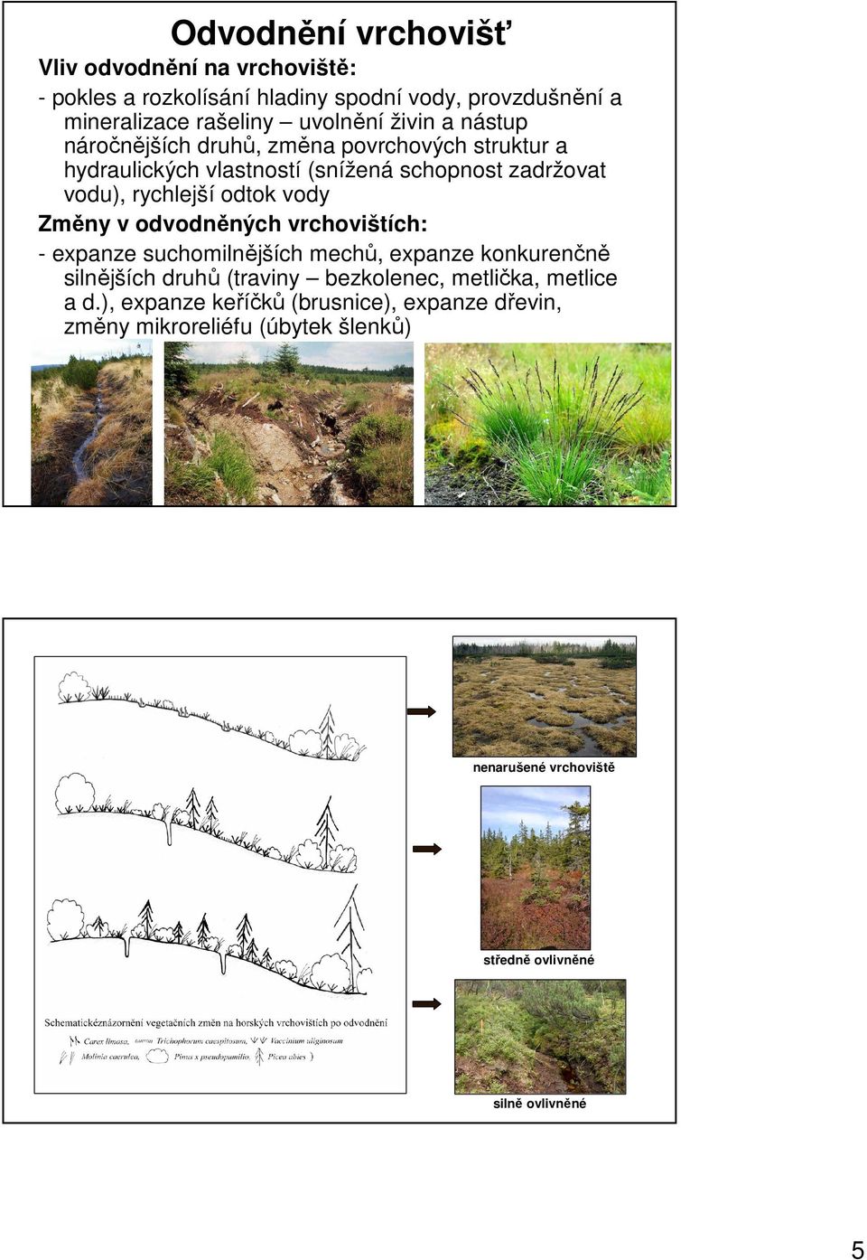 vody Změny v odvodněných vrchovištích: - expanze suchomilnějších mechů, expanze konkurenčně silnějších druhů (traviny bezkolenec, metlička,